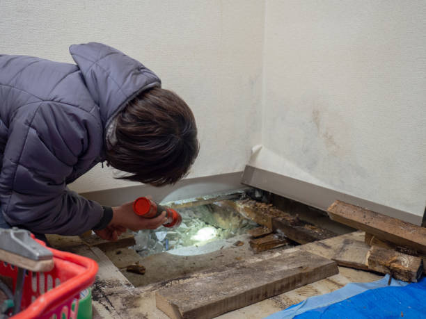 Best Basement Mold Removal  in Oswego, NY