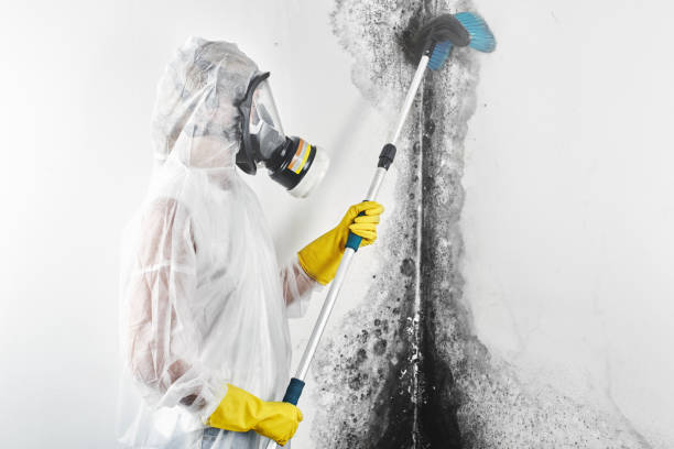 Best Mold Remediation for Healthcare Facilities  in Oswego, NY