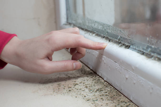 Forensic Mold Investigation in Oswego, NY